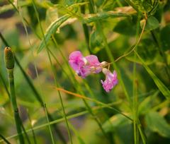 Lathyrus palustris