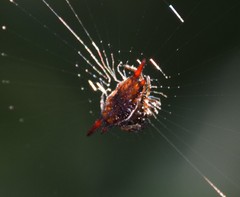 Gasteracantha mengei