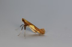 Caloptilia packardella
