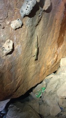 Calodactylodes aureus