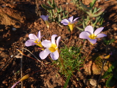 Oxalis capillacea