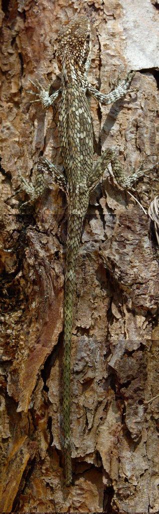 Spiny Lizards