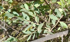 Tapinanthus