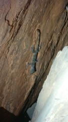 Calodactylodes aureus