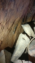 Calodactylodes aureus