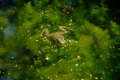 Pelophylax