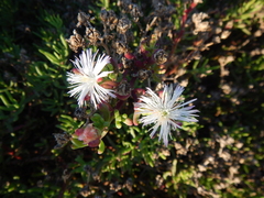 Mesembryanthemum longistylum