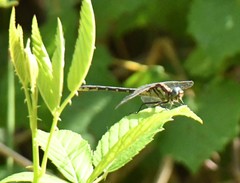 Hylogomphus geminatus