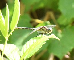 Hylogomphus geminatus