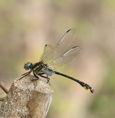 Hylogomphus geminatus