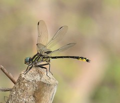 Hylogomphus geminatus