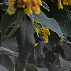 Xylocopa