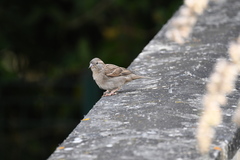 Passer domesticus
