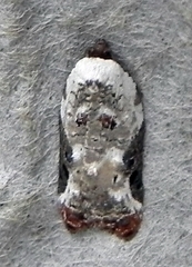 Acleris nivisellana