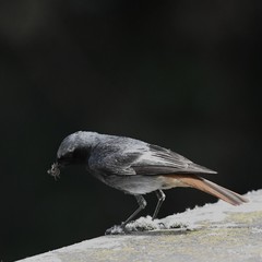 Phoenicurus ochruros