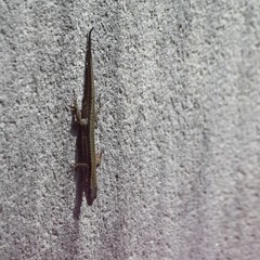Podarcis muralis