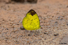 Eurema simulatrix tecmessa