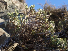 Helichrysum parvifolium