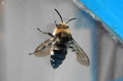 Melecta albifrons