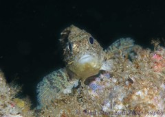 Centropogon australis