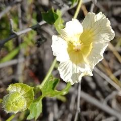 Momordica balsamina