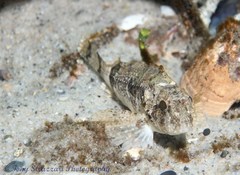 Centropogon australis