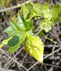 Momordica balsamina