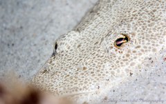 Platycephalus grandispinis