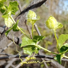 Momordica balsamina