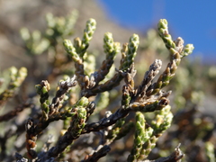 Helichrysum parvifolium