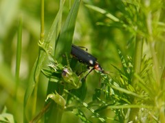 Cantharis rustica