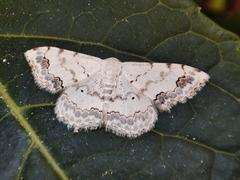 Scopula decorata