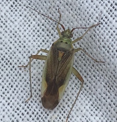 Closterotomus trivialis