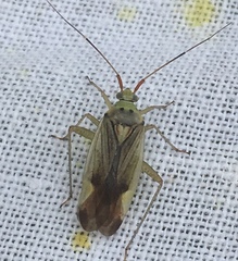 Closterotomus trivialis