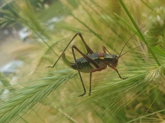 Barbitistes vicetinus