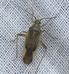 Closterotomus trivialis