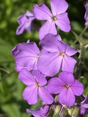 Hesperis matronalis
