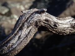 Helichrysum parvifolium