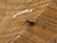 Cyphodema instabilis