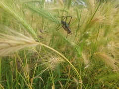 Barbitistes vicetinus