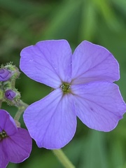 Hesperis matronalis
