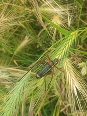 Barbitistes vicetinus