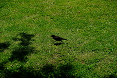 Turdus merula