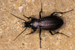 Carabus billbergi