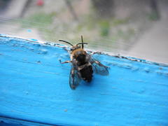Melecta albifrons