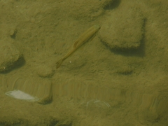 Squalius cephalus
