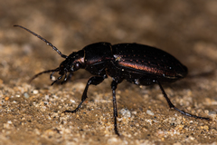 Carabus billbergi