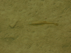 Squalius cephalus