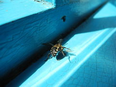 Melecta albifrons
