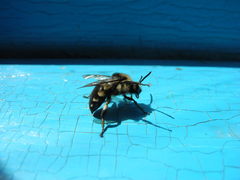 Melecta albifrons